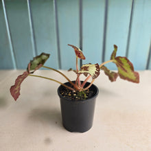 Load image into Gallery viewer, #D922 Begonia 'Vienetta'