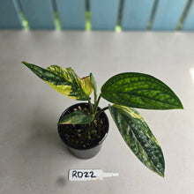 Load image into Gallery viewer, #RD22 Variegated Monstera Peru