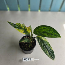 Load image into Gallery viewer, #RD22 Variegated Monstera Peru