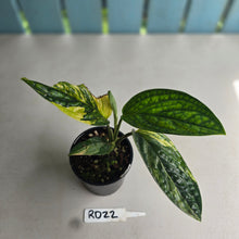 Load image into Gallery viewer, #RD22 Variegated Monstera Peru