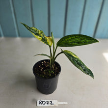 Load image into Gallery viewer, #RD22 Variegated Monstera Peru