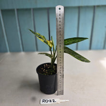 Load image into Gallery viewer, #RD22 Variegated Monstera Peru