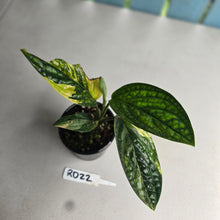 Load image into Gallery viewer, #RD22 Variegated Monstera Peru
