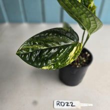 Load image into Gallery viewer, #RD22 Variegated Monstera Peru