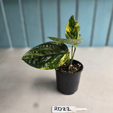 Load image into Gallery viewer, #RD22 Variegated Monstera Peru