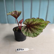 Load image into Gallery viewer, #RD31 Begonia Unknown