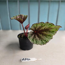 Load image into Gallery viewer, #RD31 Begonia Unknown