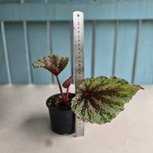Load image into Gallery viewer, #RD31 Begonia Unknown