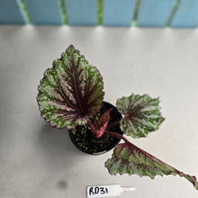 Load image into Gallery viewer, #RD31 Begonia Unknown