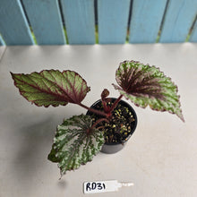 Load image into Gallery viewer, #RD31 Begonia Unknown