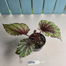 Load image into Gallery viewer, #RD31 Begonia Unknown