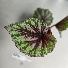 Load image into Gallery viewer, #RD31 Begonia Unknown