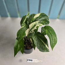 Load image into Gallery viewer, #D998 Multi-headed Variegated Amydrium Medium