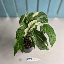 Load image into Gallery viewer, #D998 Multi-headed Variegated Amydrium Medium