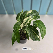 Load image into Gallery viewer, #D998 Multi-headed Variegated Amydrium Medium