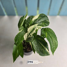 Load image into Gallery viewer, #D998 Multi-headed Variegated Amydrium Medium