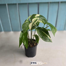 Load image into Gallery viewer, #D998 Multi-headed Variegated Amydrium Medium