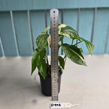 Load image into Gallery viewer, #D998 Multi-headed Variegated Amydrium Medium