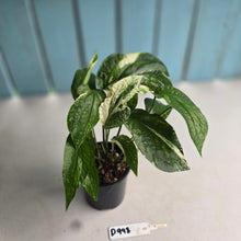 Load image into Gallery viewer, #D998 Multi-headed Variegated Amydrium Medium