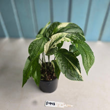 Load image into Gallery viewer, #D998 Multi-headed Variegated Amydrium Medium