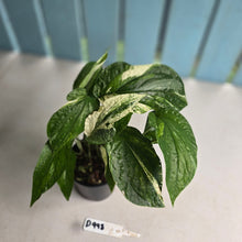 Load image into Gallery viewer, #D998 Multi-headed Variegated Amydrium Medium