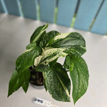 Load image into Gallery viewer, #D998 Multi-headed Variegated Amydrium Medium