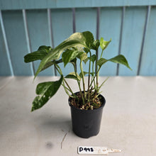 Load image into Gallery viewer, #D998 Multi-headed Variegated Amydrium Medium