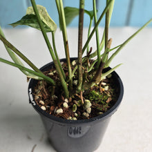 Load image into Gallery viewer, #D998 Multi-headed Variegated Amydrium Medium