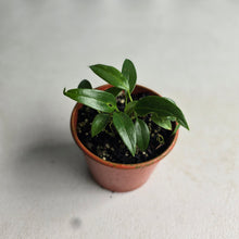 Load image into Gallery viewer, #RD3 Four x Anthurium Rupicola Seedlings