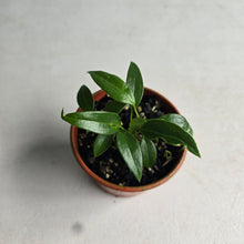 Load image into Gallery viewer, #RD3 Four x Anthurium Rupicola Seedlings