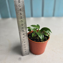 Load image into Gallery viewer, #RD3 Four x Anthurium Rupicola Seedlings