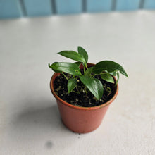 Load image into Gallery viewer, #RD3 Four x Anthurium Rupicola Seedlings