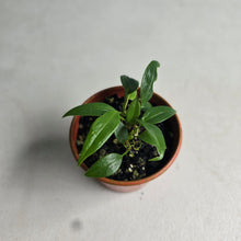 Load image into Gallery viewer, #RD3 Four x Anthurium Rupicola Seedlings