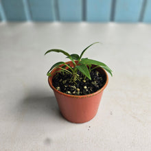 Load image into Gallery viewer, #RD3 Four x Anthurium Rupicola Seedlings