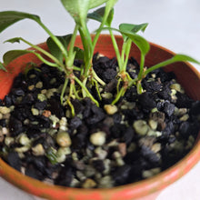 Load image into Gallery viewer, #RD3 Four x Anthurium Rupicola Seedlings