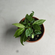 Load image into Gallery viewer, #R112 Multiple Anthurium Punctatum Seedlings - Minimum 4 in the pot