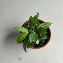 Load image into Gallery viewer, #R112 Multiple Anthurium Punctatum Seedlings - Minimum 4 in the pot