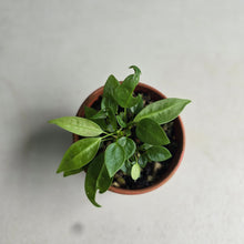 Load image into Gallery viewer, #R112 Multiple Anthurium Punctatum Seedlings - Minimum 4 in the pot