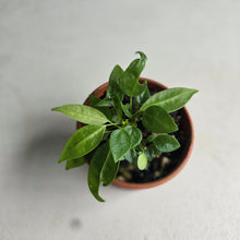 Load image into Gallery viewer, #R112 Multiple Anthurium Punctatum Seedlings - Minimum 4 in the pot