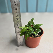 Load image into Gallery viewer, #R112 Multiple Anthurium Punctatum Seedlings - Minimum 4 in the pot
