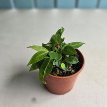 Load image into Gallery viewer, #R112 Multiple Anthurium Punctatum Seedlings - Minimum 4 in the pot