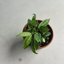 Load image into Gallery viewer, #R112 Multiple Anthurium Punctatum Seedlings - Minimum 4 in the pot