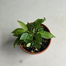 Load image into Gallery viewer, #R112 Multiple Anthurium Punctatum Seedlings - Minimum 4 in the pot