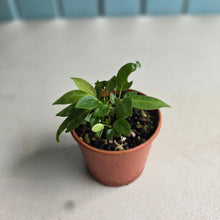 Load image into Gallery viewer, #R112 Multiple Anthurium Punctatum Seedlings - Minimum 4 in the pot