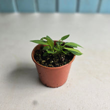 Load image into Gallery viewer, #R112 Multiple Anthurium Punctatum Seedlings - Minimum 4 in the pot
