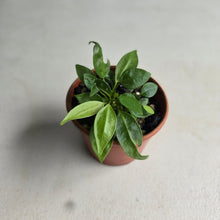 Load image into Gallery viewer, #R112 Multiple Anthurium Punctatum Seedlings - Minimum 4 in the pot