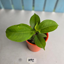 Load image into Gallery viewer, #M92 Medinilla Scortechinii 'Orange'