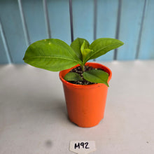 Load image into Gallery viewer, #M92 Medinilla Scortechinii 'Orange'