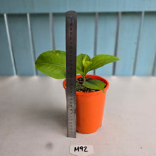 Load image into Gallery viewer, #M92 Medinilla Scortechinii 'Orange'