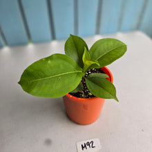 Load image into Gallery viewer, #M92 Medinilla Scortechinii 'Orange'